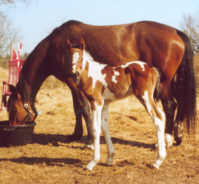 Irish Stahr, born April 15th 2003 - photo April 16th