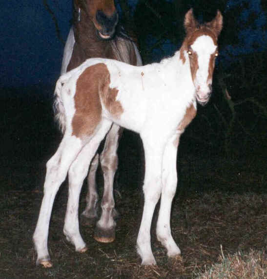 Photo
April 6th. 1999. The colt Irish Sun by Irish Boy as newborn. Dam: Amie