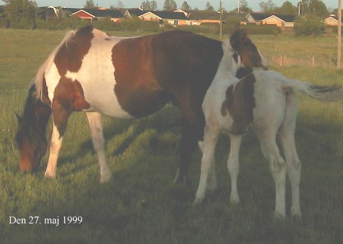 Irish Sun, colt born April 1999 - click for next photo