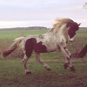 Venstregalop december 2003