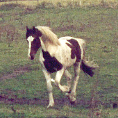 Højregalop oktober 2003