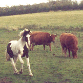 Højregalop oktober 2003