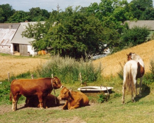 July
2000: Irish Sun & Bassedreng (standing)