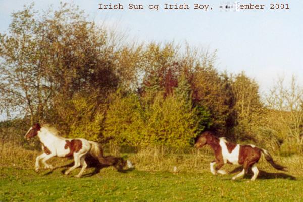 Photo
November 2001. Irish Boy and the colt Irish Sun by Irish Boy