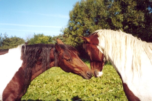 Photo
September 2001. Irish Boy and the colt Irish Sun by Irish Boy
