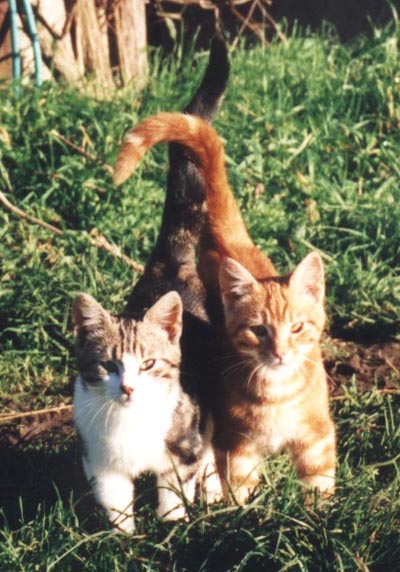 our stable cats