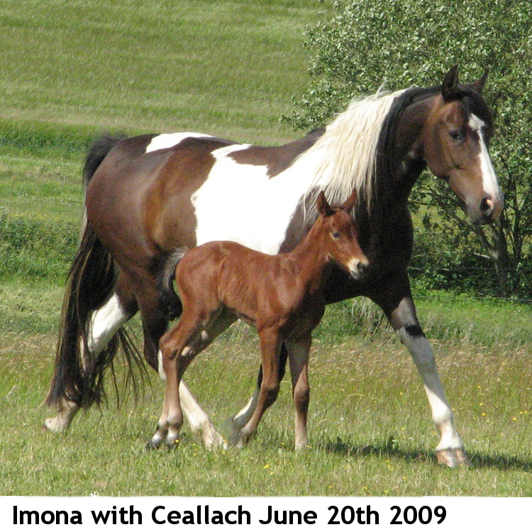 Imona and her colt Ramonas Ceallach