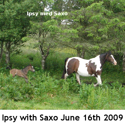 Ipsy with her colt Ramonas Saxo